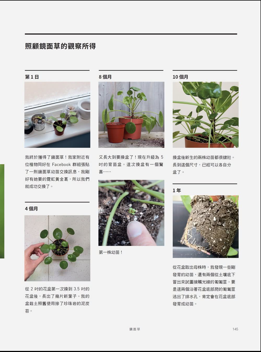 室內觀葉植物栽培日誌：IG園藝之王的綠植新手指南