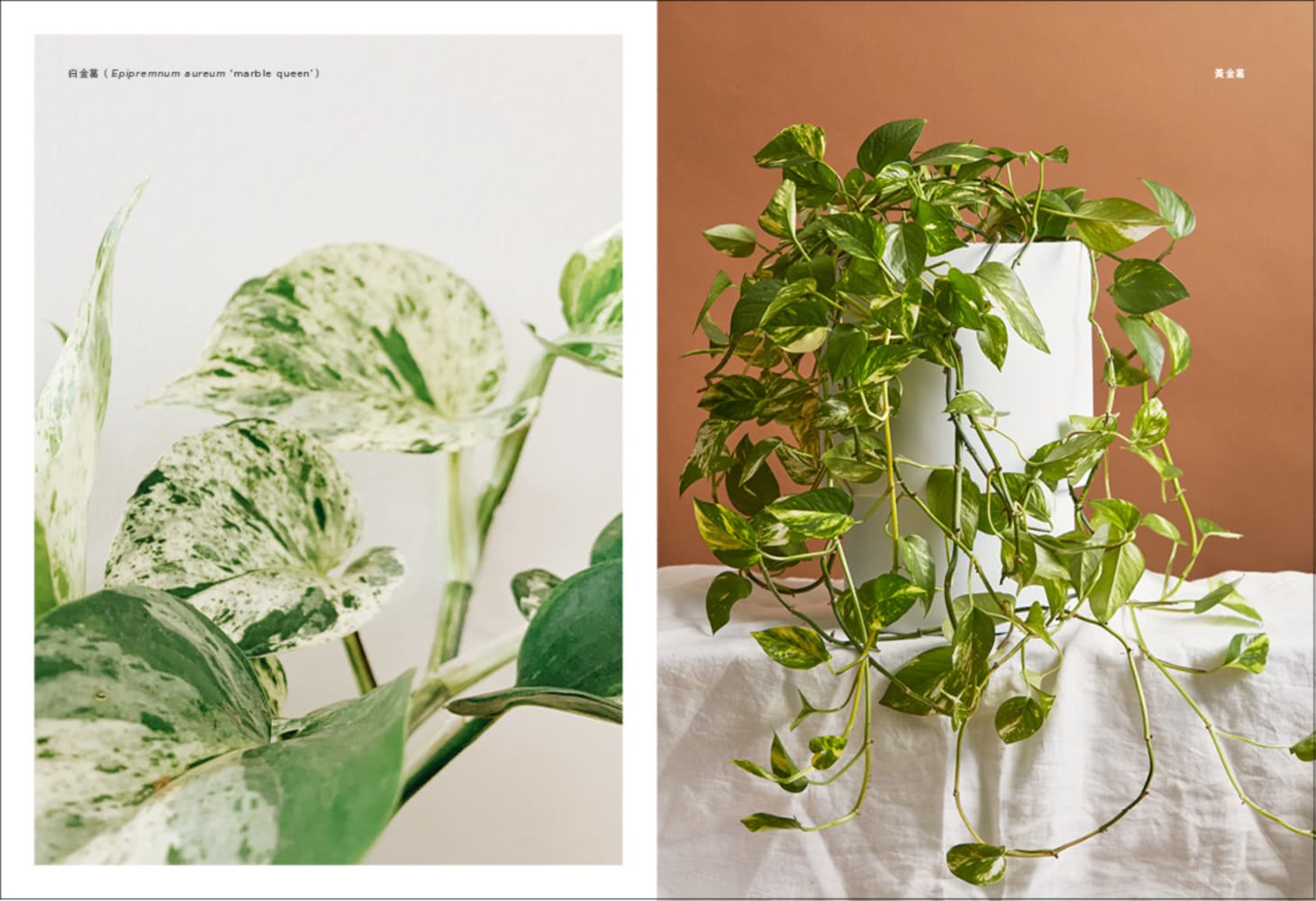 室內植物圖鑑：觀葉×多肉，從品種、挑選到照護，輕鬆打造植感生活