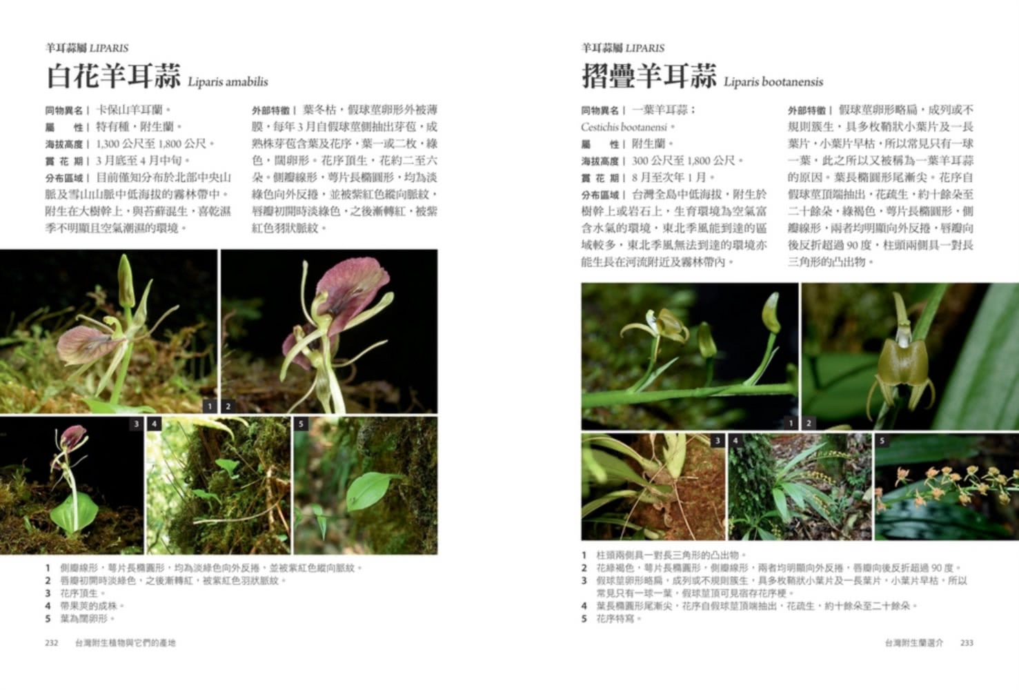 台灣附生植物與它們的產地