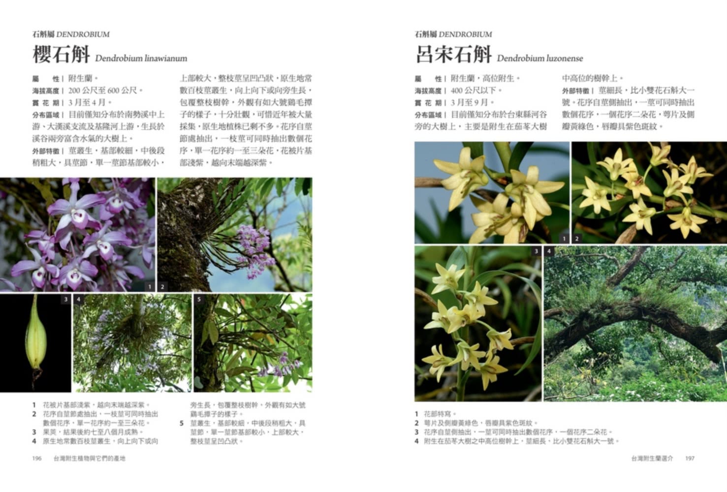 台灣附生植物與它們的產地