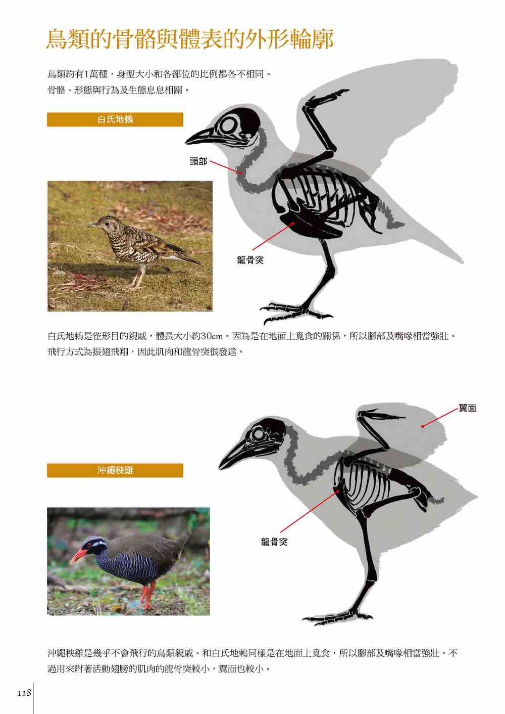 透過素描學習 : 動物+人體比較解剖學