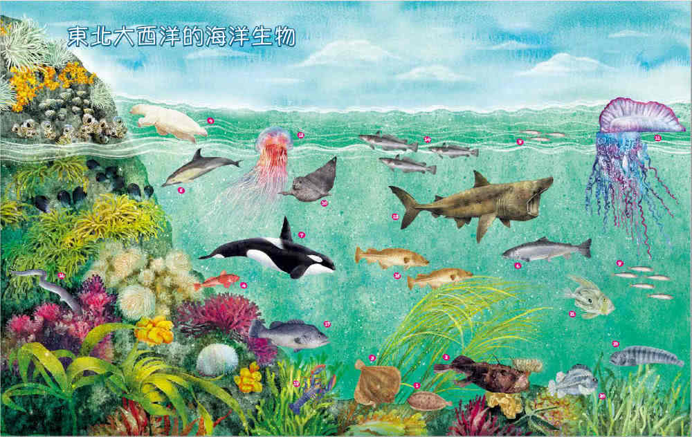世界上有哪些魚？：魚類、海洋動物與牠們生活的大海