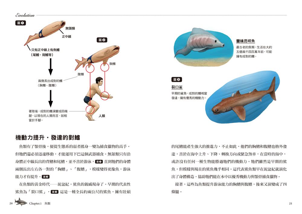 超獵奇！人體動物圖鑑（2）鯊魚的下巴會往前飛出