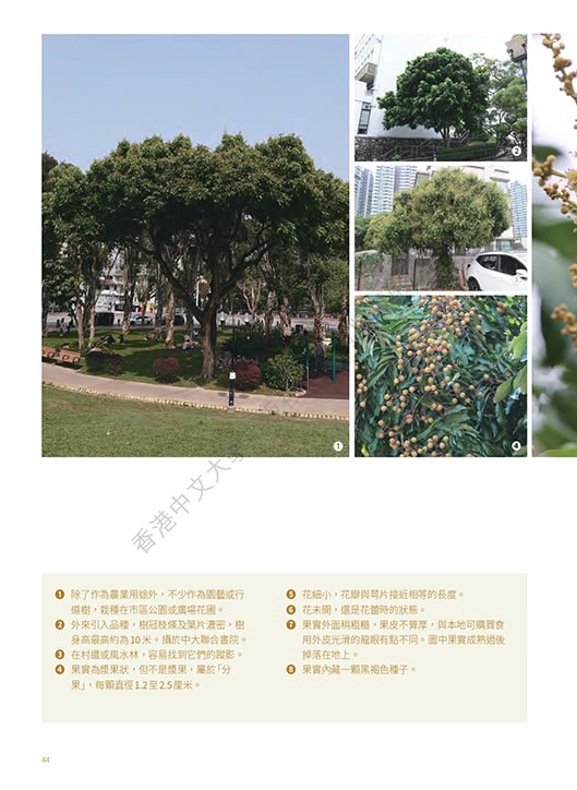 香港四季色：身邊的植物學（夏）