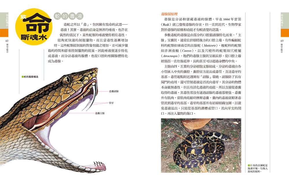 蛇類大驚奇：55個驚奇主題&55種台灣蛇類圖鑑