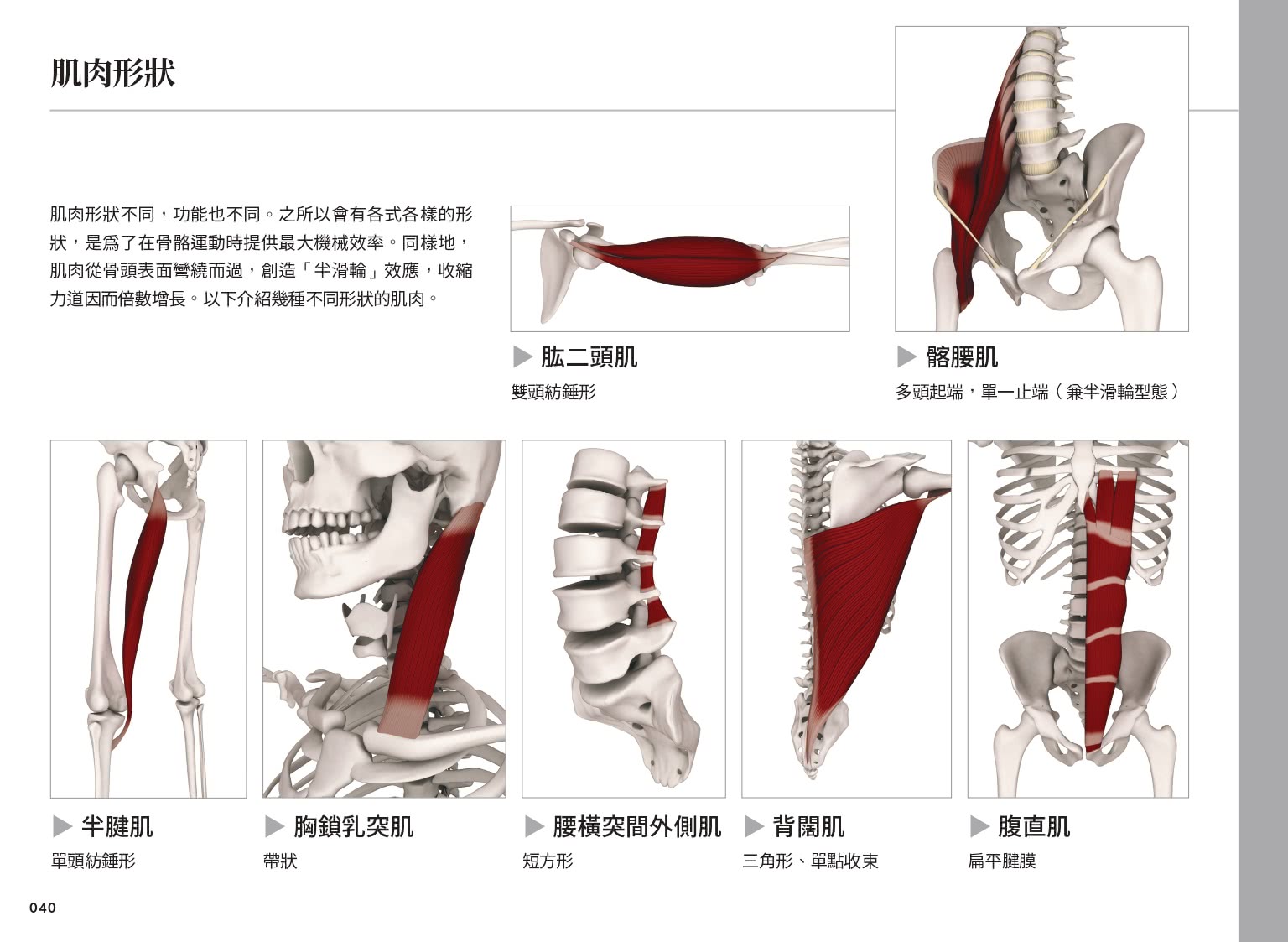 雷隆醫師的瑜伽解剖Ⅰ：關鍵肌肉