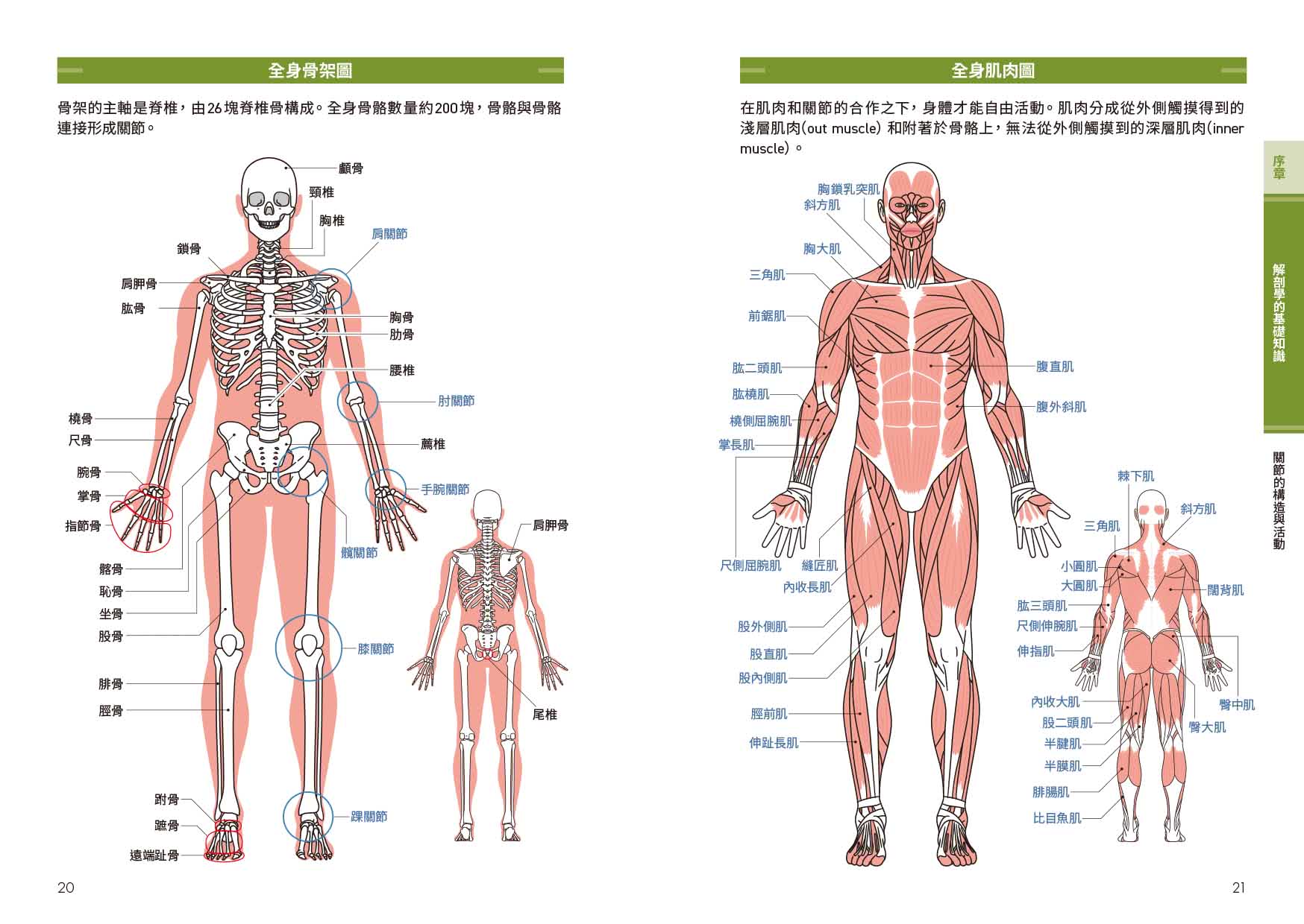 骨科自我保健教科書：骨骼、肌肉、關節&日常運動傷害全解析！教你認識身體的運動器官 自我診斷生活中常見的