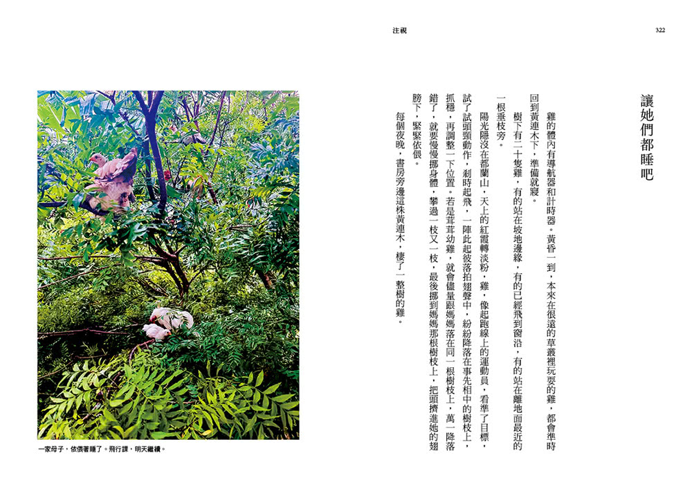注視—都蘭野書（平裝）