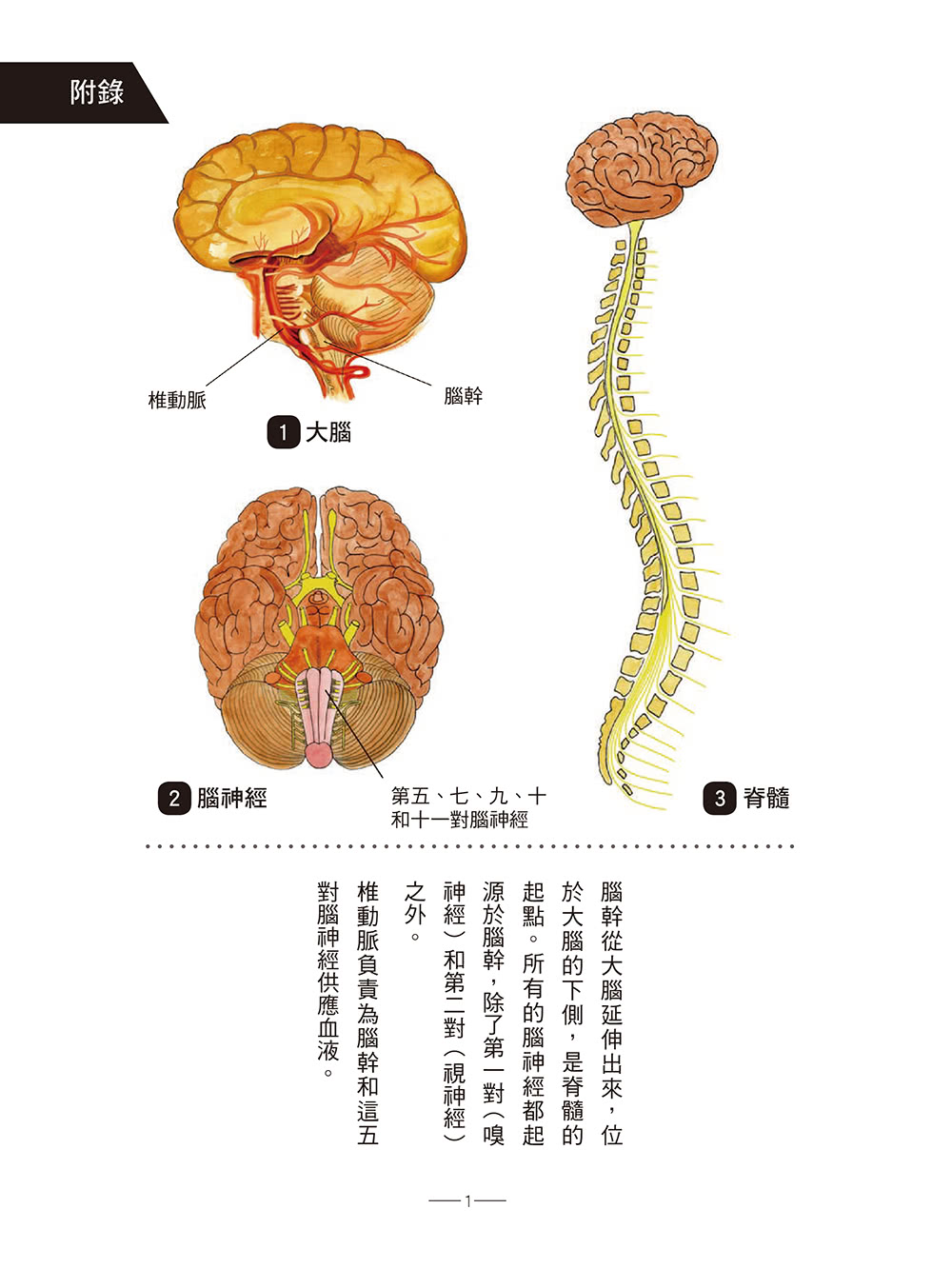 迷走神經自我檢測與療癒聖經：為壓力與病痛找到解方！修復創傷、焦慮、憂鬱、自閉症、偏頭痛、呼吸障礙、胃