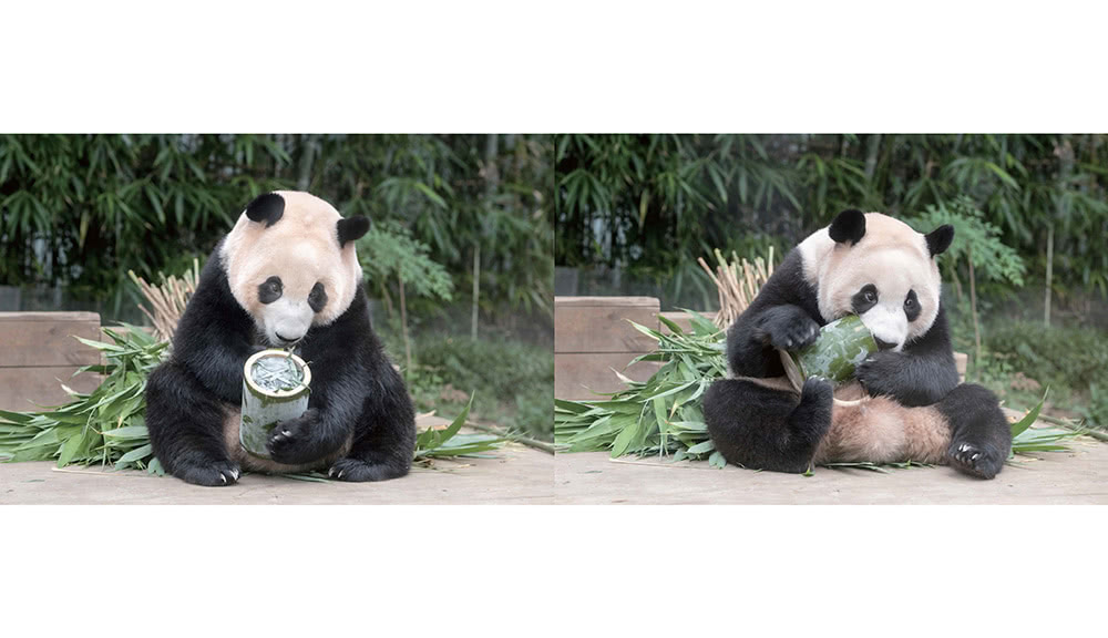 全知福寶視角：小爺爺宋寶眼中的福寶幸福肥日常（首刷限量贈：拍立得風格透卡一張）
