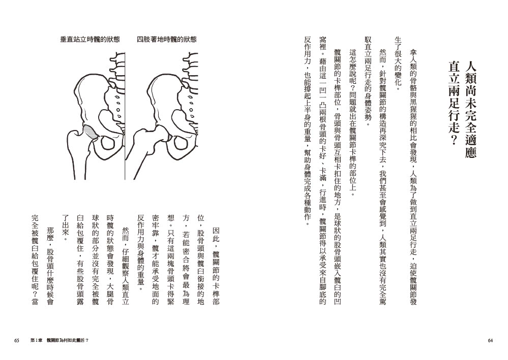 不老，從髖關節開始：強化核心力量，打造柔軟度、穩定度與靈活度