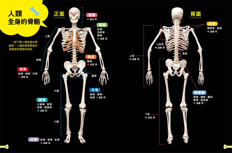 骨頭的祕密 徹底了解人體的構造 注音版 Momo購物網 雙12優惠推薦