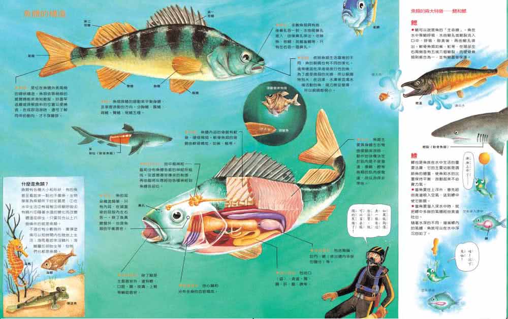漫畫科學生活百科（8）：魚類大搜奇（全新版）-注音版
