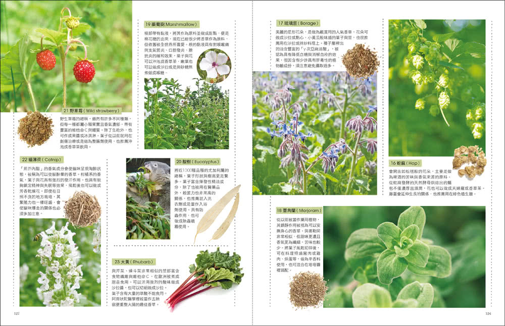 療癒園藝 餐桌的香草植栽全圖鑑 暢銷新裝版 史上最強香草全書 161品種 125活用法大公開 Momo購物網