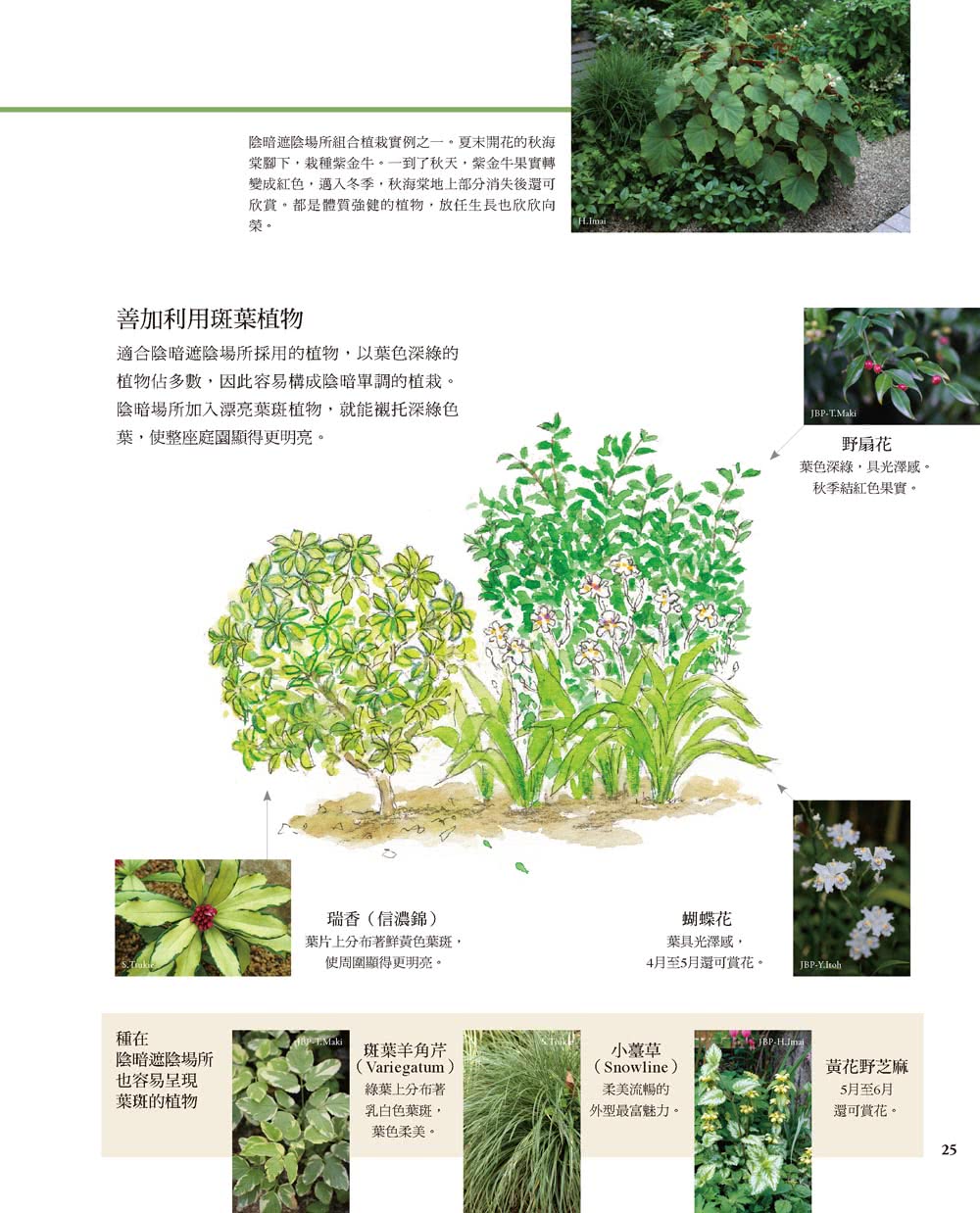 日照不足也ok 以耐陰植物打造美麗庭園 Momo購物網