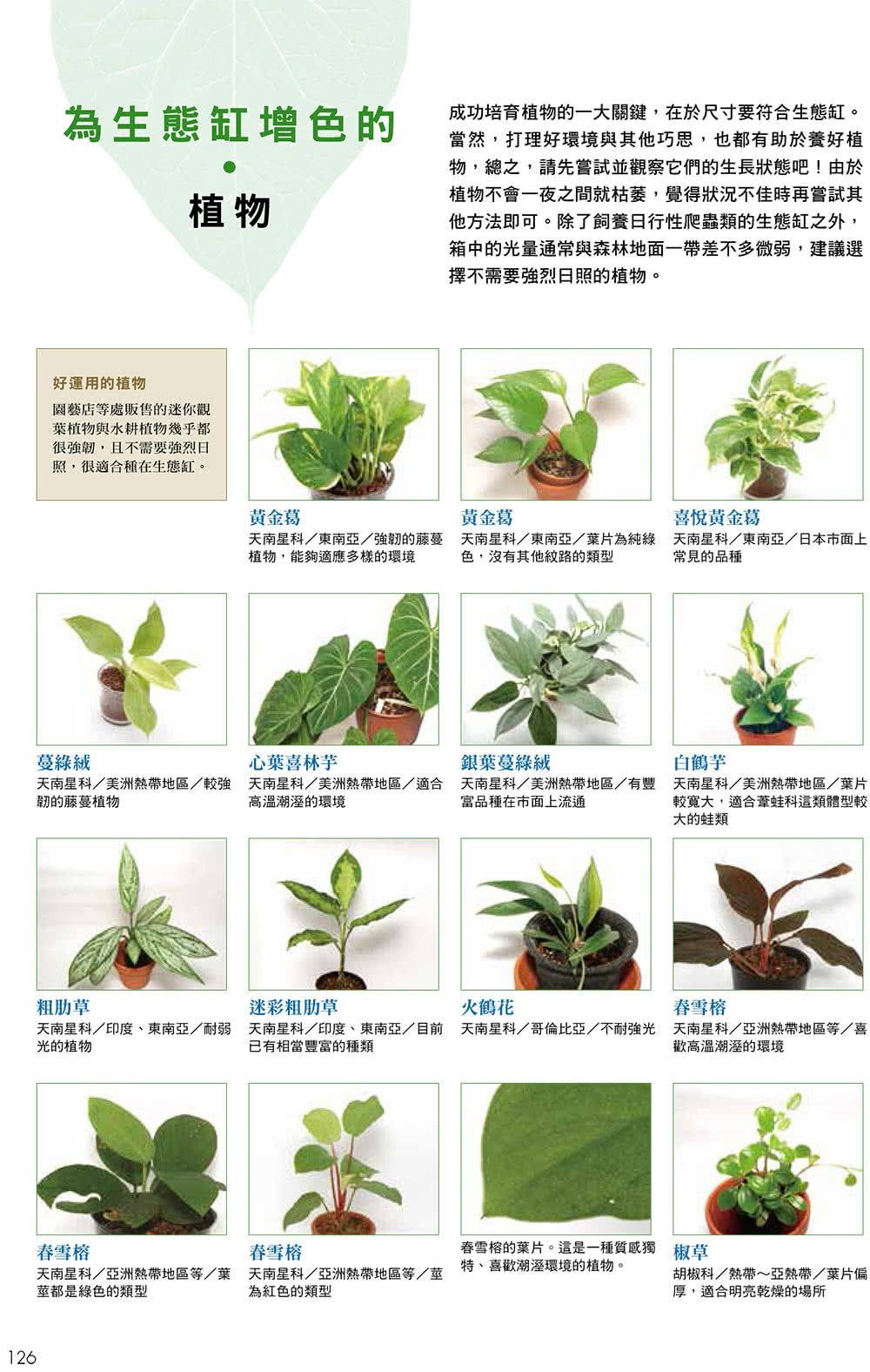 打造爬蟲類、兩棲類的專屬生態缸