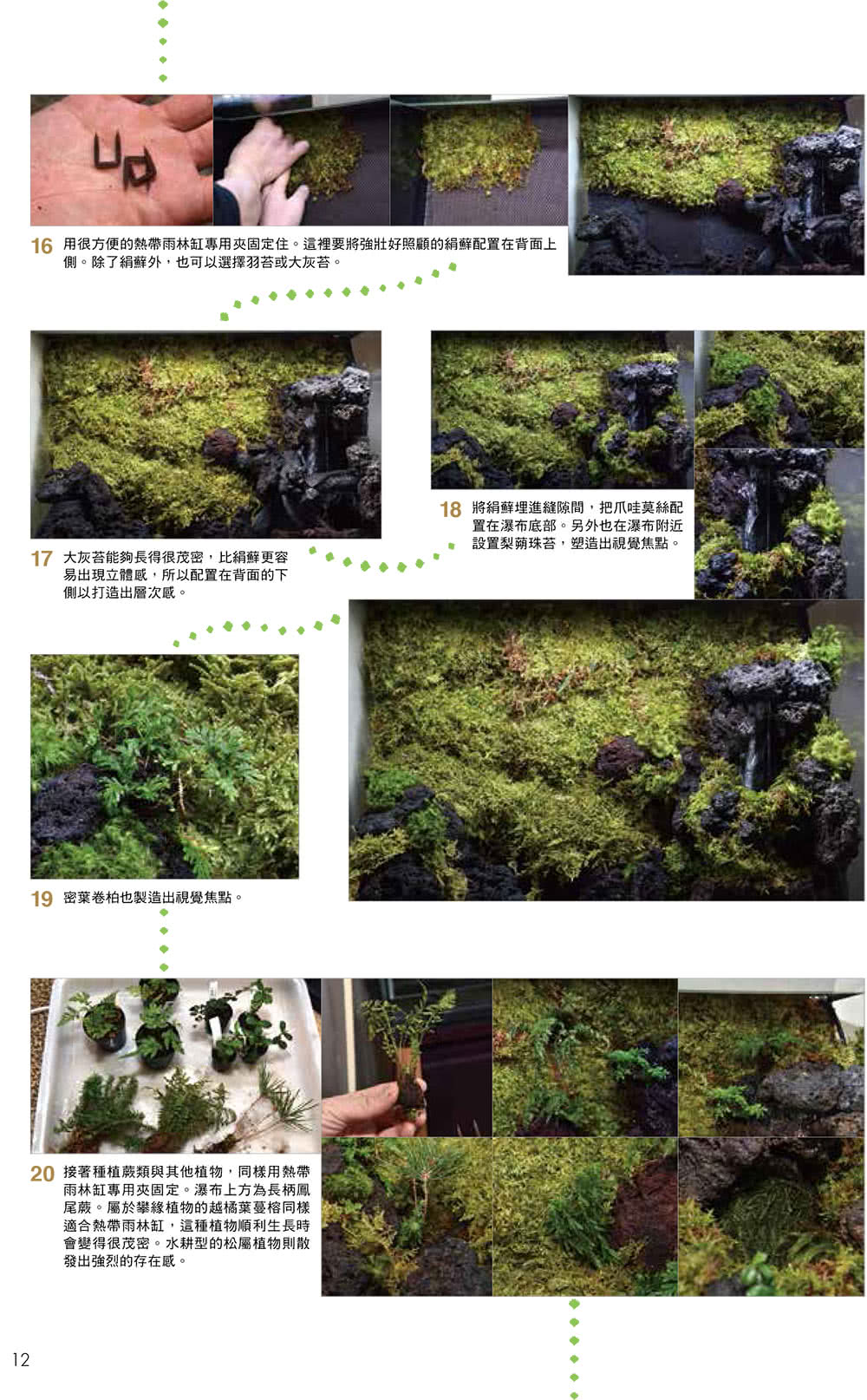 打造爬蟲類、兩棲類的專屬生態缸