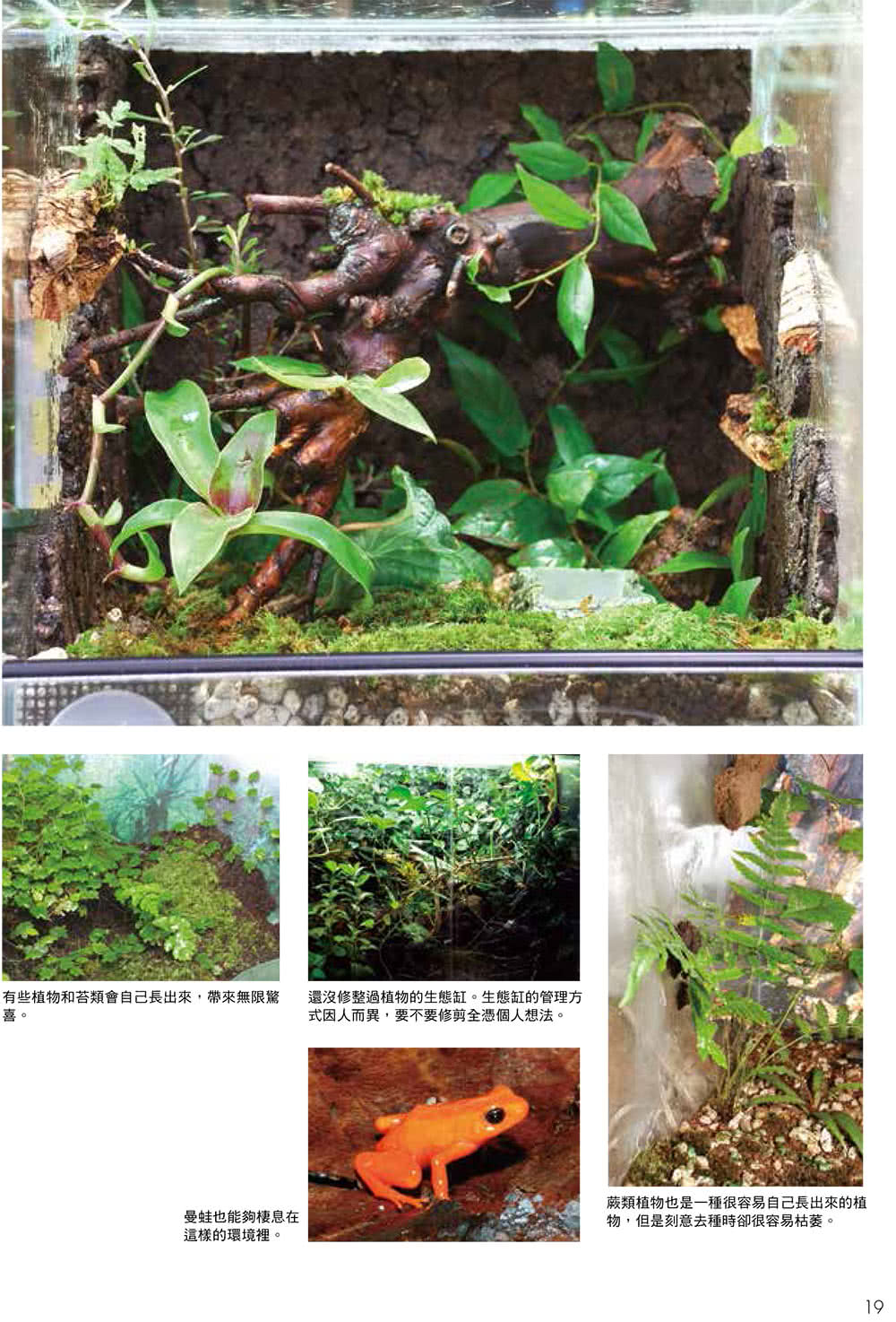 打造爬蟲類、兩棲類的專屬生態缸