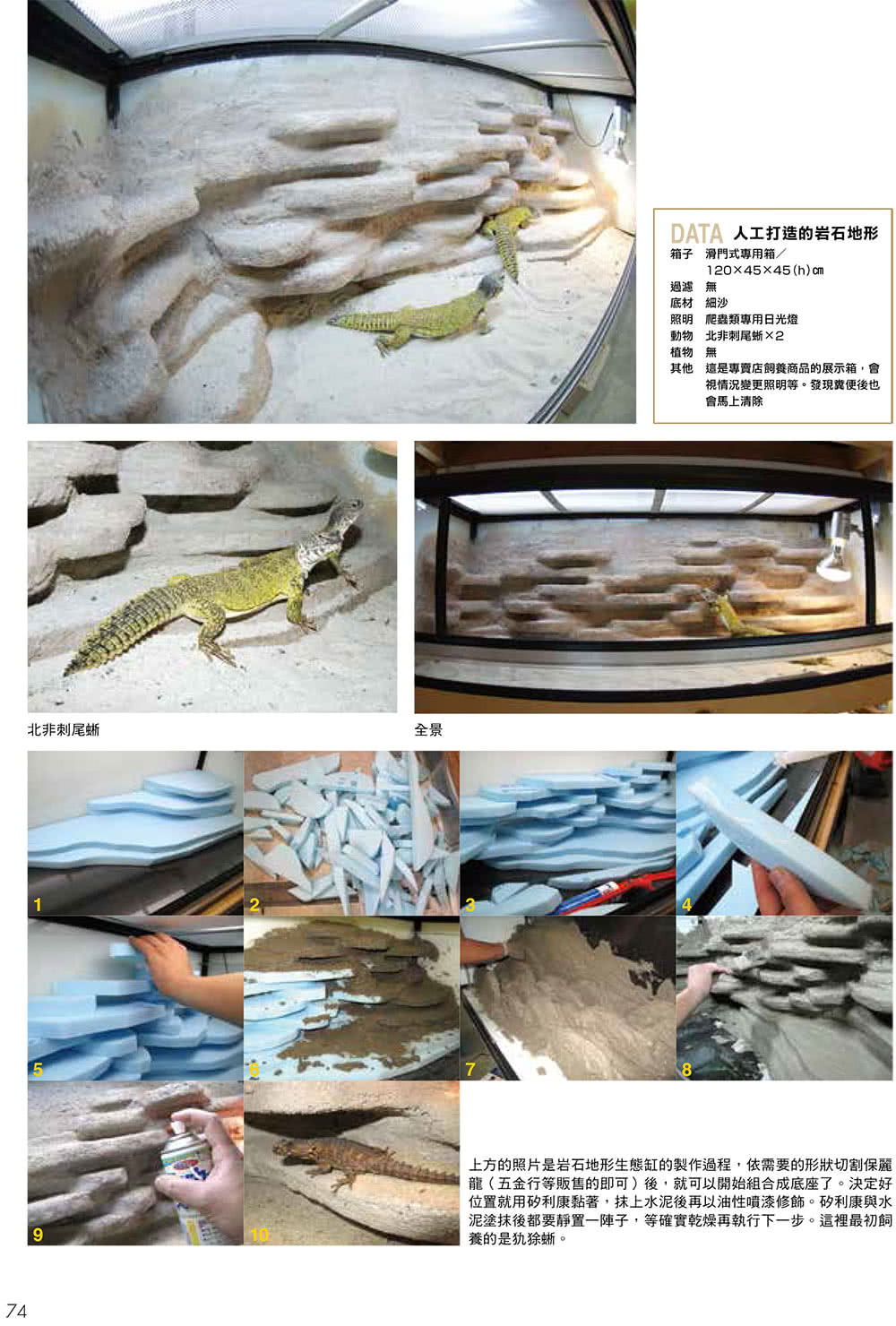 打造爬蟲類、兩棲類的專屬生態缸