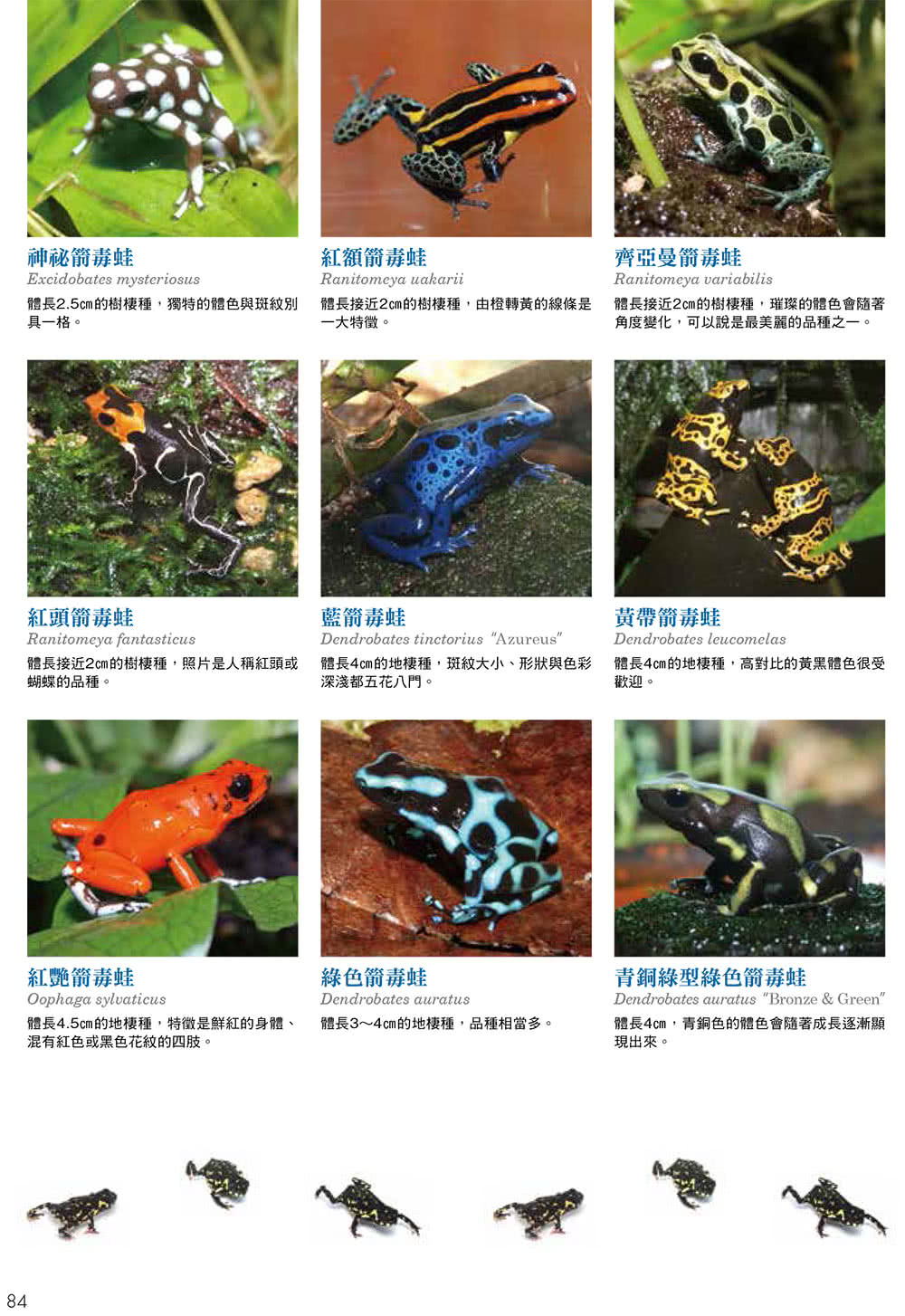 打造爬蟲類、兩棲類的專屬生態缸