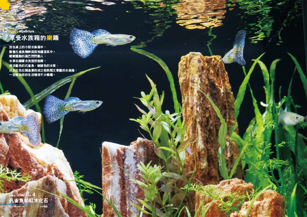 圖解水族箱造景：從選擇熱帶魚•水草開始，打造心目中的優游水世界