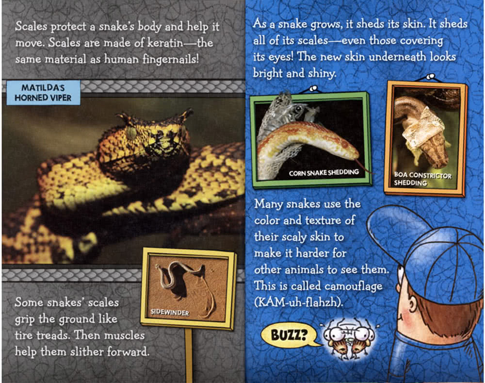 FLY GUY PRESENTS：SNAKES／L2