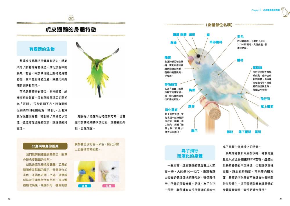 虎皮鸚鵡飼育指南