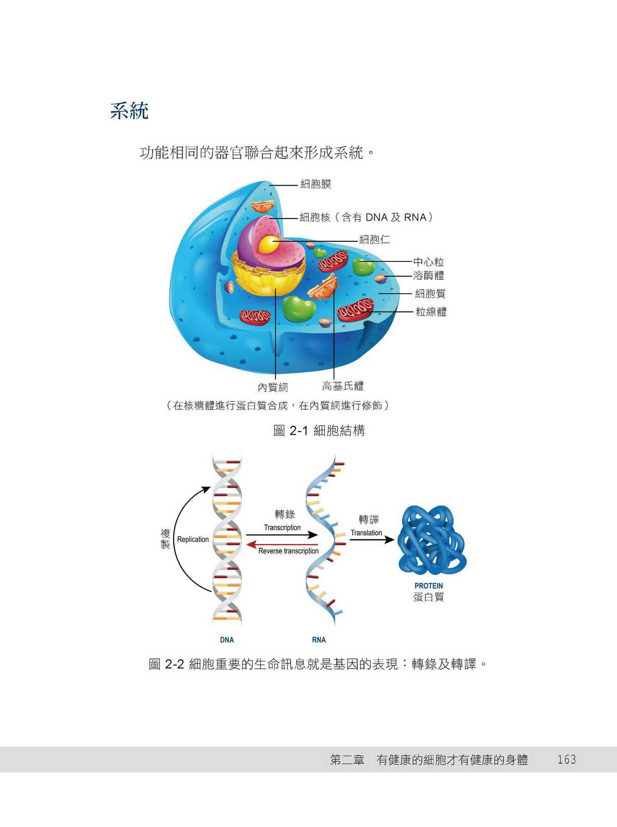 幹細胞營養學：翻轉慢性病的健康密碼