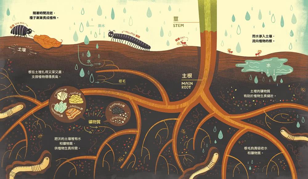 花的祕密：植物為什麼會開花？