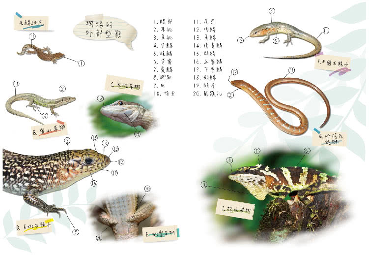 自然生活記趣：臺灣蜥蜴特輯