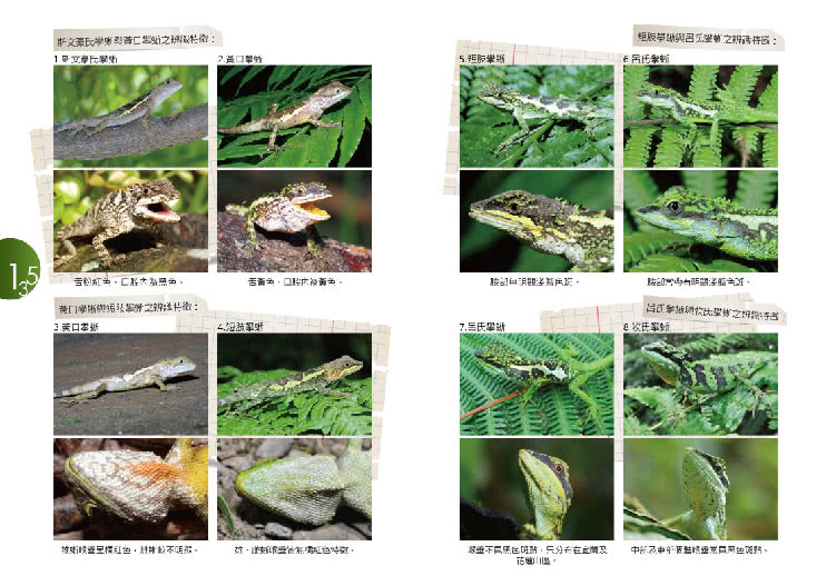 自然生活記趣：臺灣蜥蜴特輯