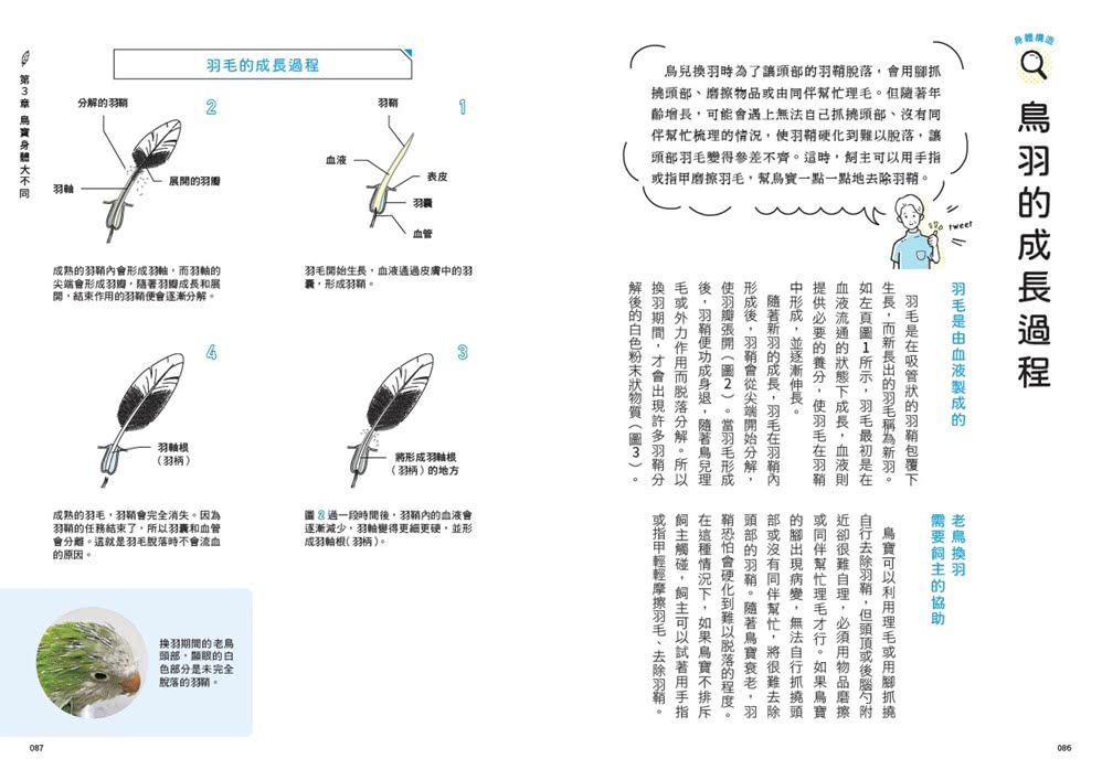 鳥醫生的養鳥小百科：25種常見家鳥 從鸚鵡、文鳥到雀科 與啾星人交心的飼養訣竅