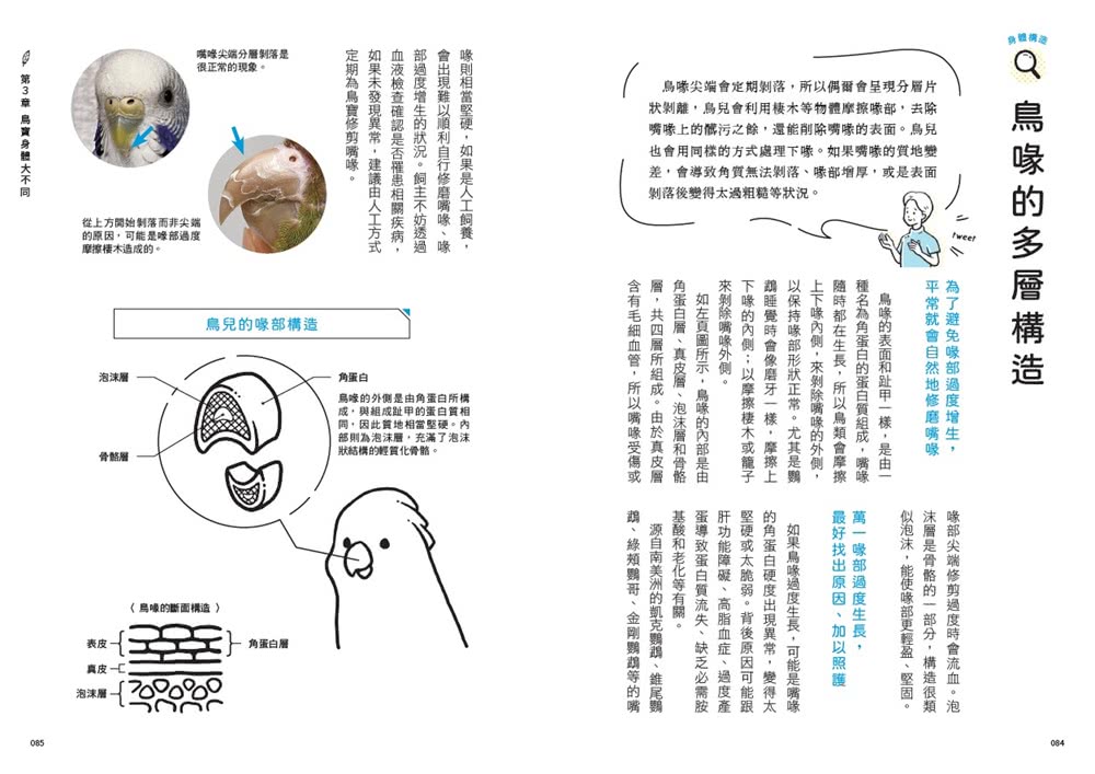 鳥醫生的養鳥小百科：25種常見家鳥 從鸚鵡、文鳥到雀科 與啾星人交心的飼養訣竅