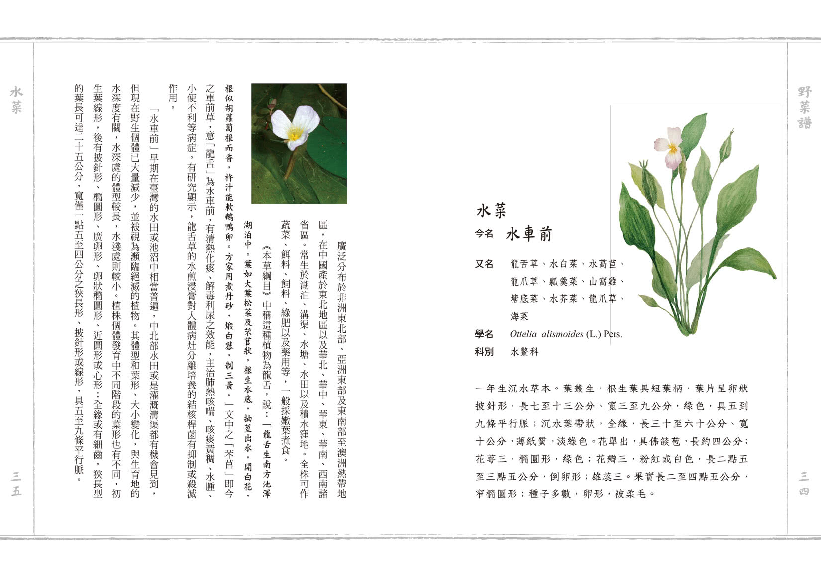 野菜譜：明朝的荒年寶典，60種可食可藥用的雜草野花（一書一袋）