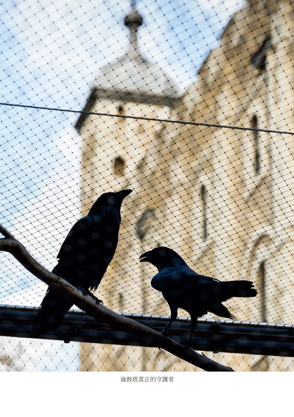 渡鴉大師：我與倫敦塔的渡鴉