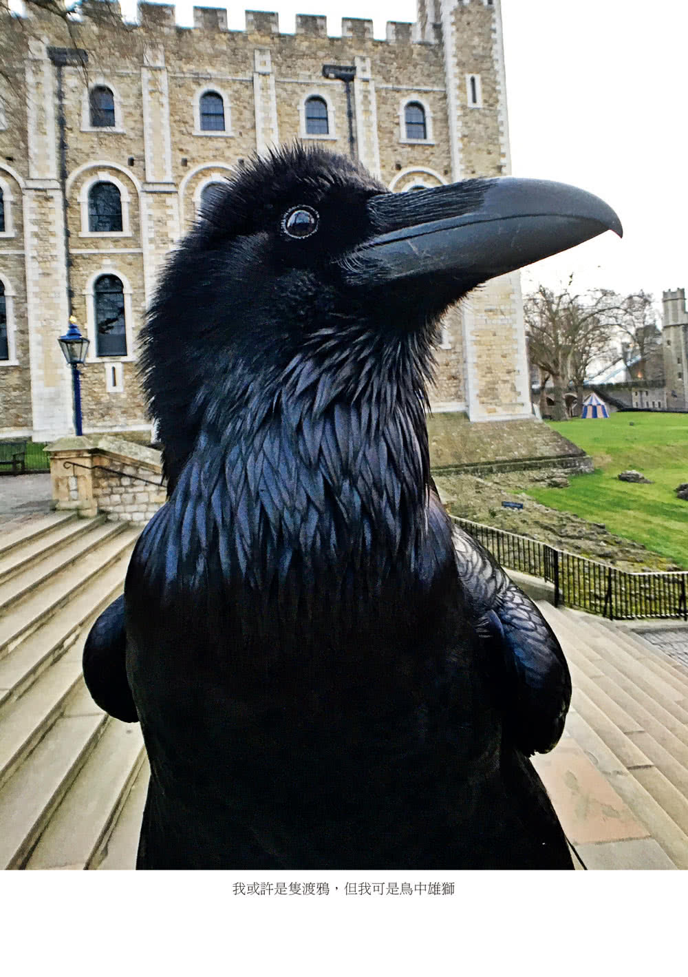渡鴉大師：我與倫敦塔的渡鴉
