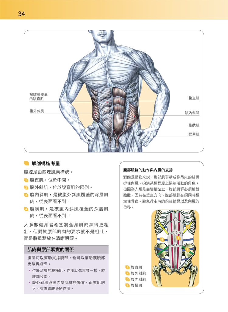 腹肌訓練解剖聖經 － 解析腹部肌群感受肌肉徵召， 增進運動表現練出健美腰身