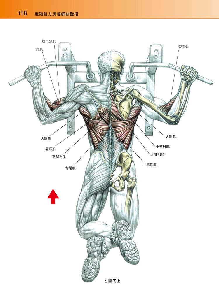 進階肌力訓練解剖聖經（附健美肌肉解剖圖海報）