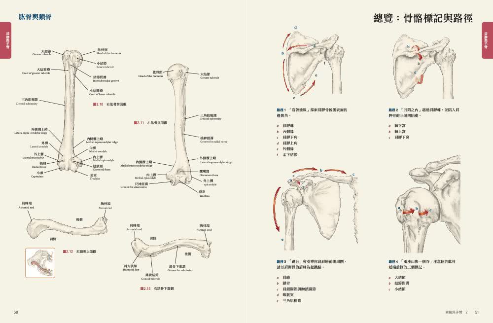 人體解剖套書 新修版：《人體解剖全書 第三版》＋《人體運動解剖全書 新修版》兩冊合售