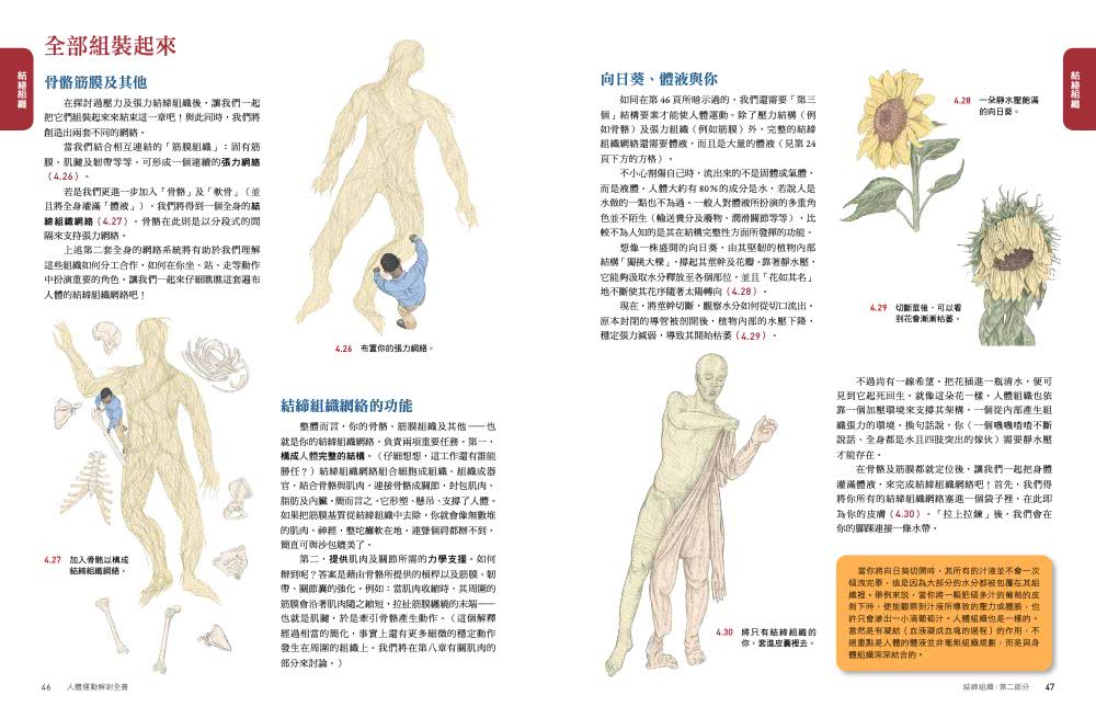 人體解剖套書 新修版：《人體解剖全書 第三版》＋《人體運動解剖全書 新修版》兩冊合售