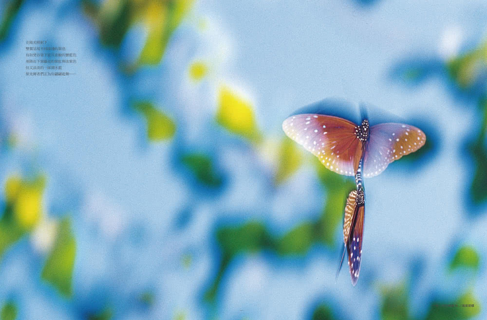 追蝶人：詹家龍與臺灣最美86隻蝴蝶的故事（永久珍藏•極美蝶舞小海報2張）