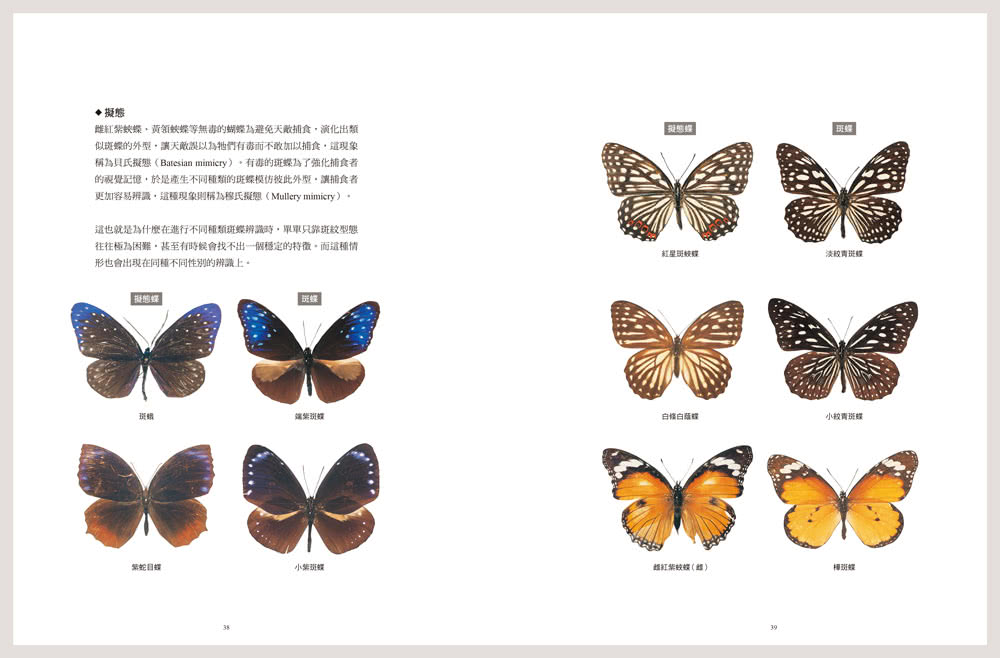 追蝶人：詹家龍與臺灣最美86隻蝴蝶的故事（永久珍藏•極美蝶舞小海報2張）