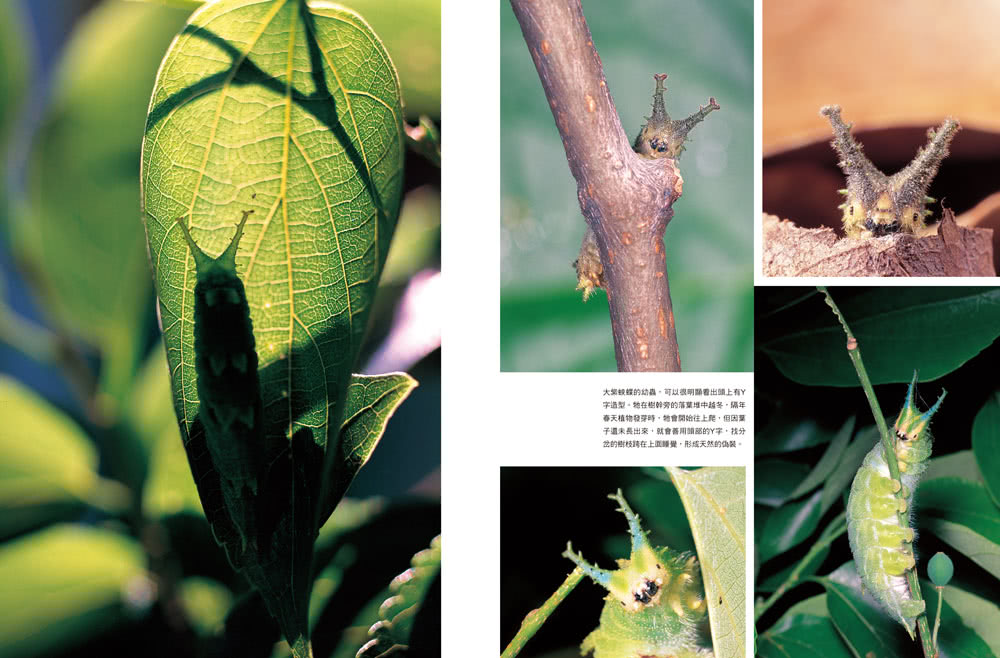 追蝶人：詹家龍與臺灣最美86隻蝴蝶的故事（永久珍藏•極美蝶舞小海報2張）