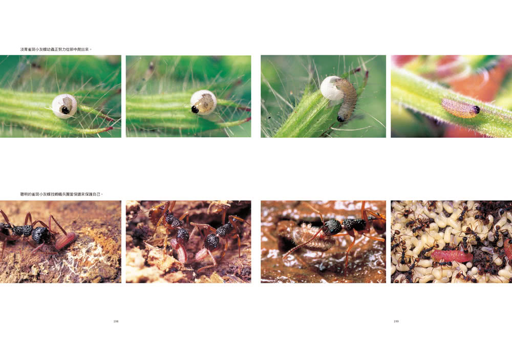 追蝶人：詹家龍與臺灣最美86隻蝴蝶的故事（永久珍藏•極美蝶舞小海報2張）