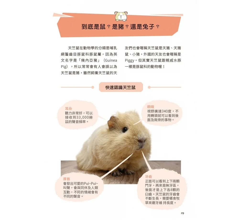 快樂天竺鼠完全飼育指南：從飼養方法到照護指引，最完整的全方位圖解小百科