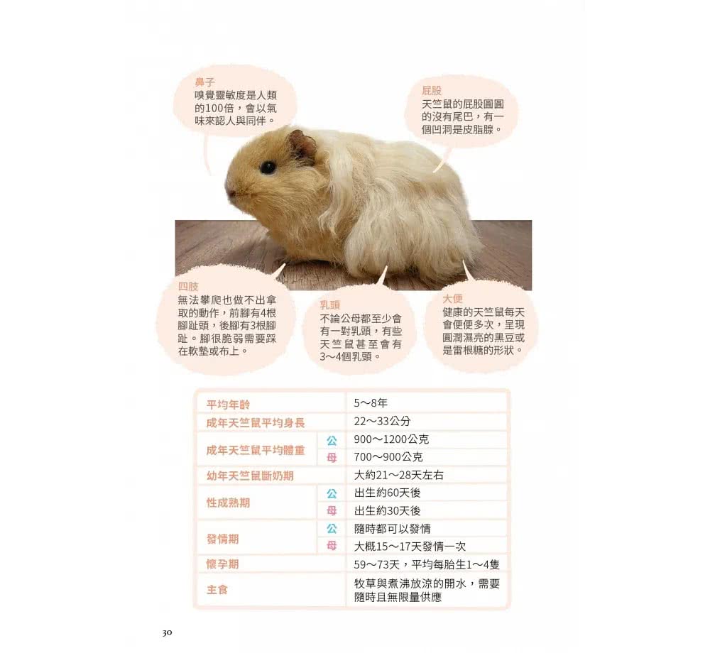 快樂天竺鼠完全飼育指南：從飼養方法到照護指引，最完整的全方位圖解小百科