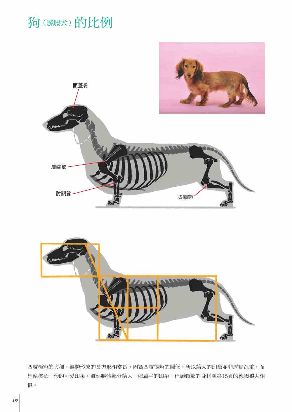 透過素描學習 : 動物+人體比較解剖學