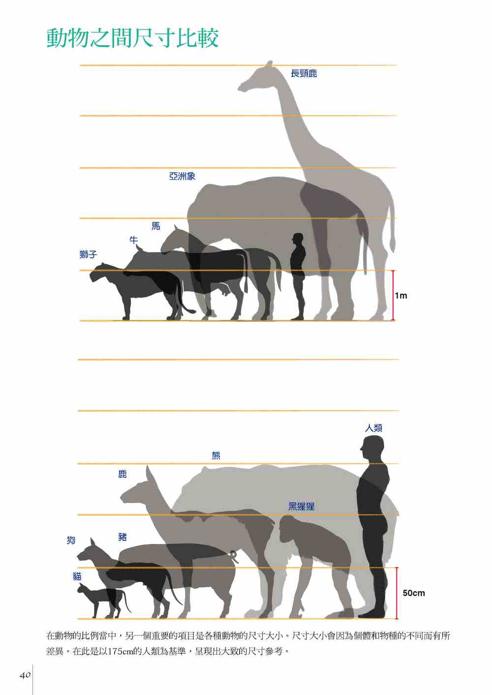 透過素描學習 : 動物+人體比較解剖學