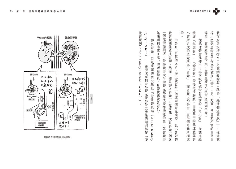 貓如果能活到三十歲：能夠治癒無數喵星人的蛋白質「AIM」世紀研究