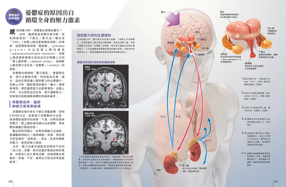 圖解腦科學：解析腦的運作機制與相關疾病  人人伽利略23